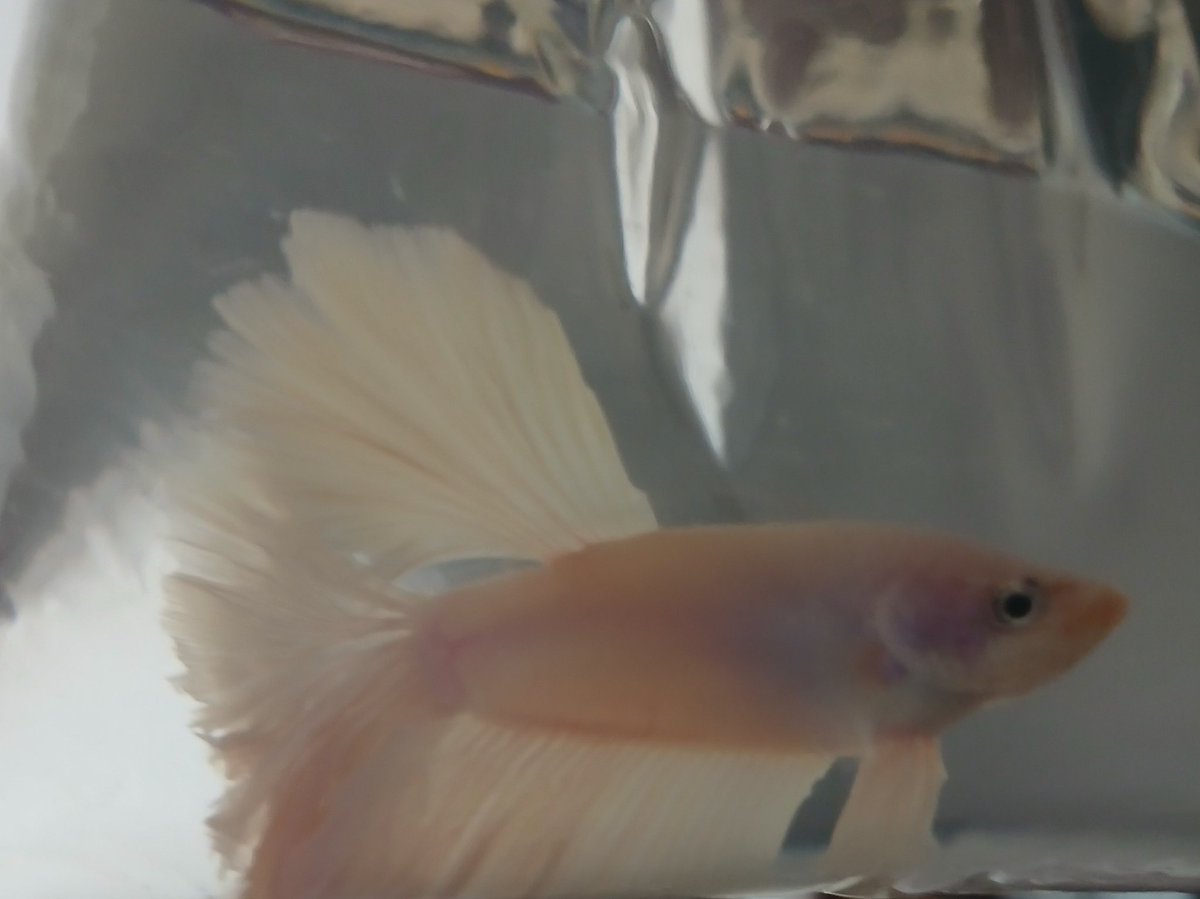 güneş⁷🪭 tweet media