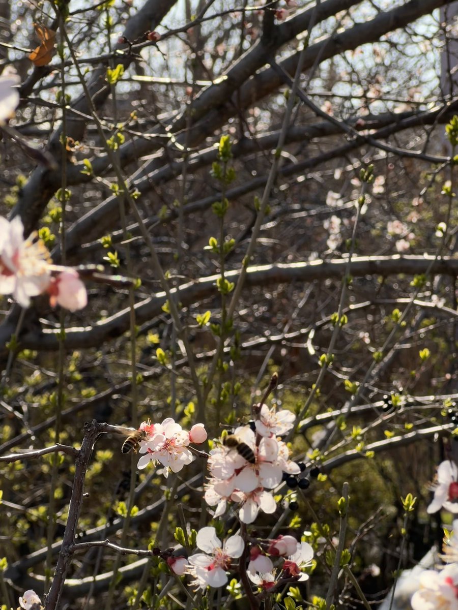 Вот этих деревьев не хватает нам в городе. Вот бы засадить центральные улицы, чтобы они утопали в цветнике каждую весну ✨