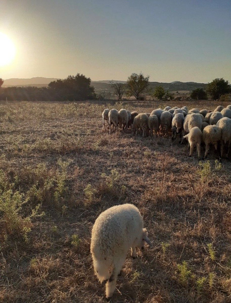 معكاز شعر tweet media