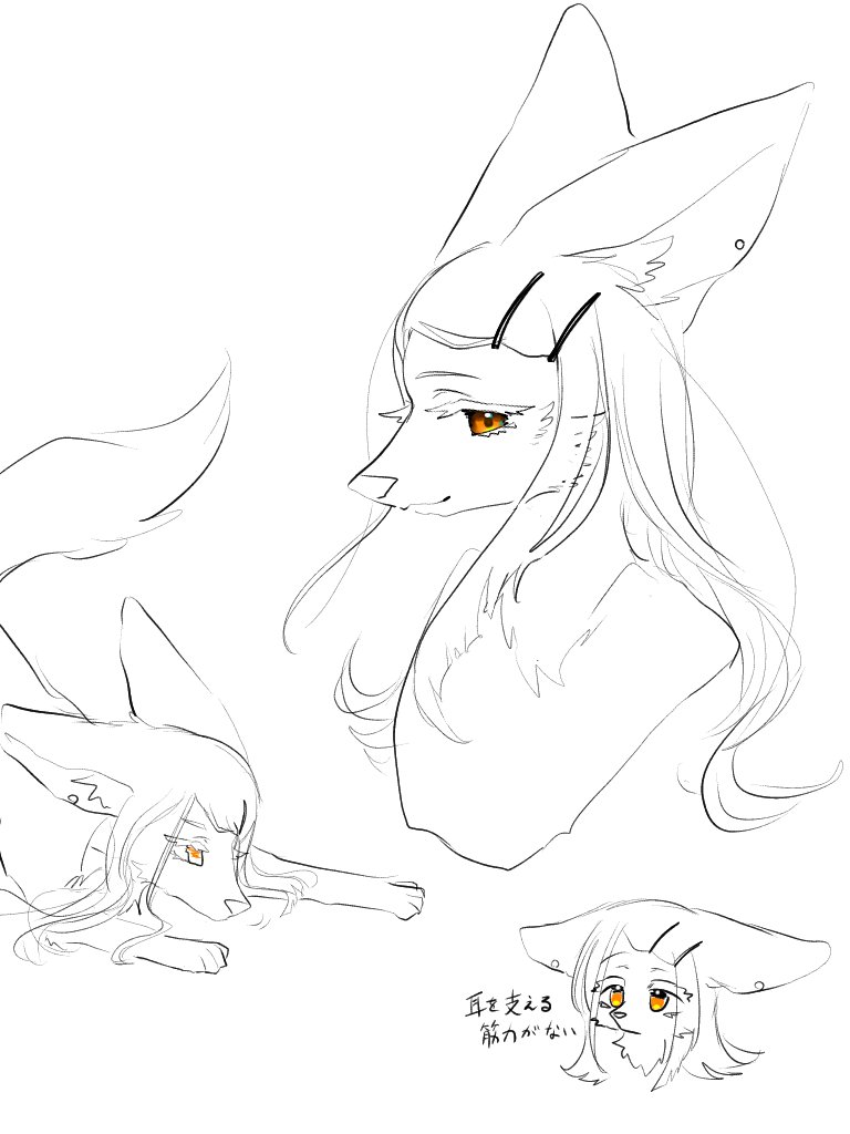 イヌ科冬目 tweet media