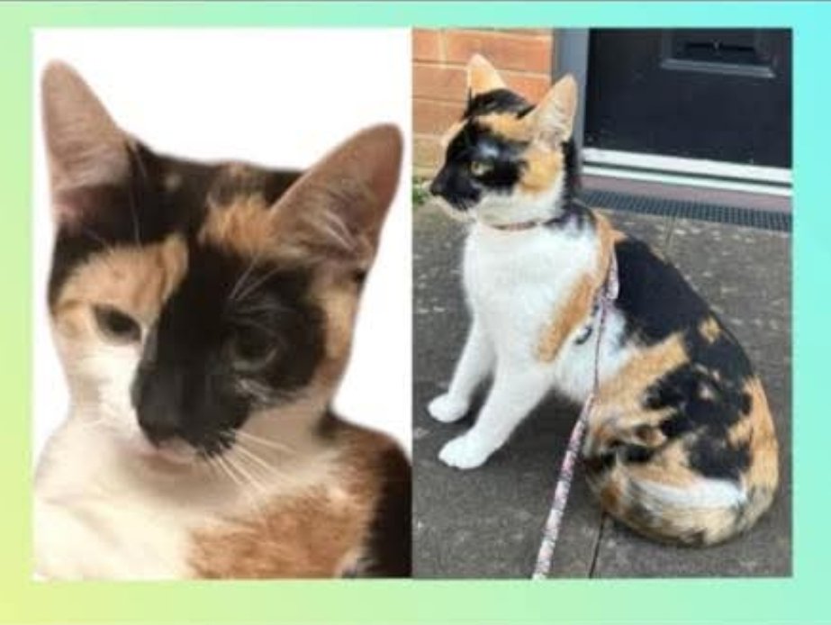 Missing Pets GB tweet media