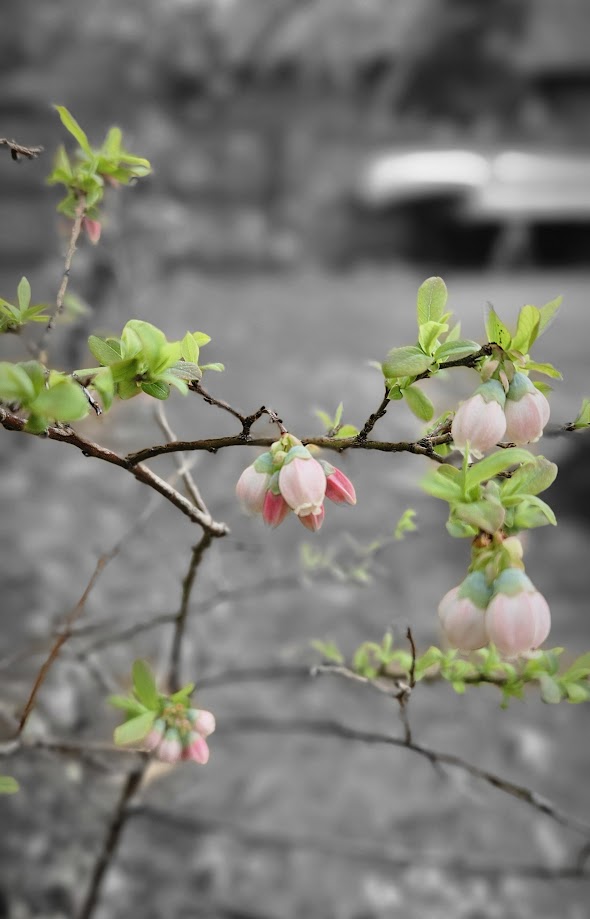 brontebrown2 tweet media