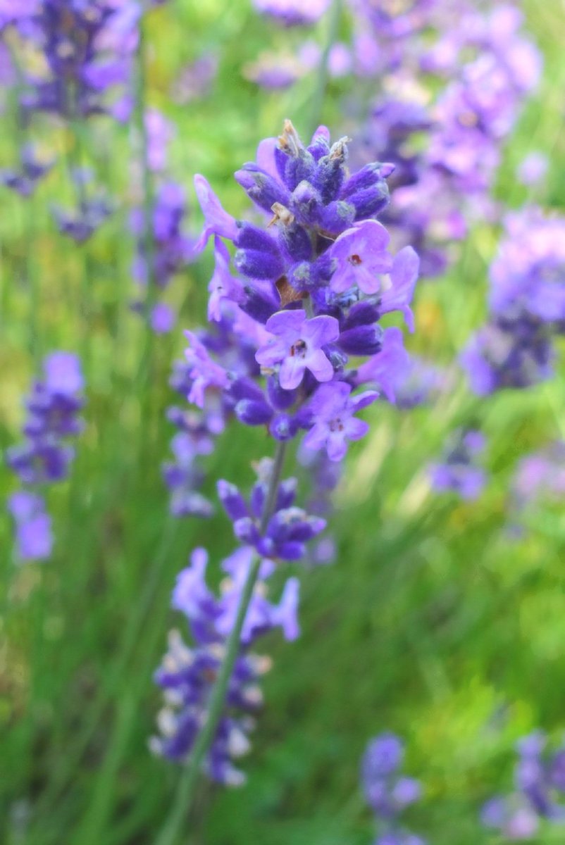 Mary van der Es tweet media