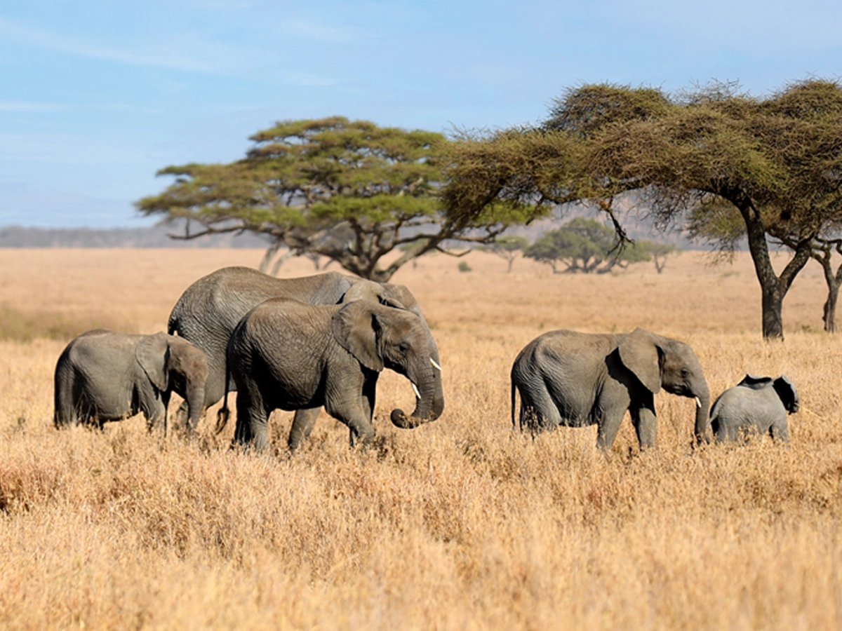 The Black Horse tweet media