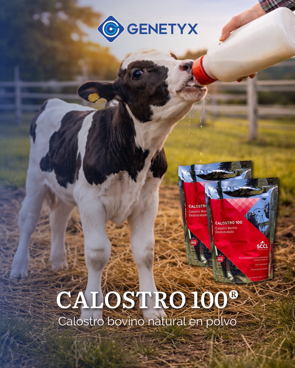 genetyxsa's tweet photo. 📈 Dale a cada ternero las bases para el éxito y reforzá su inicio de vida. 🍼

En #Genetyx contamos con Calostro 100®, calostro bovino natural en polvo, ideal para reemplazo, suplemento o enriquecimiento del calostro materno, así como para su uso en leche de transición. https://t.co/5Lx9ECCseK