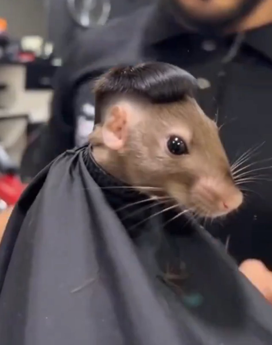 Bird Watcher tweet media