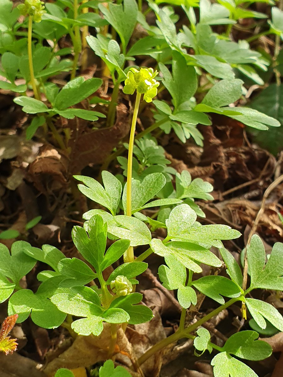 highbatts's tweet photo. Don't miss the  tiny Moschatel or Town Hall Clock flowering before it gets overtaken by other plants. There are 2 stakes in the verge of the track to the car park, in a stretch of mature Blackthorn marking where it can be seen just through the hedge. @YWT_North @wildflower_hour https://t.co/tspeg02P5T