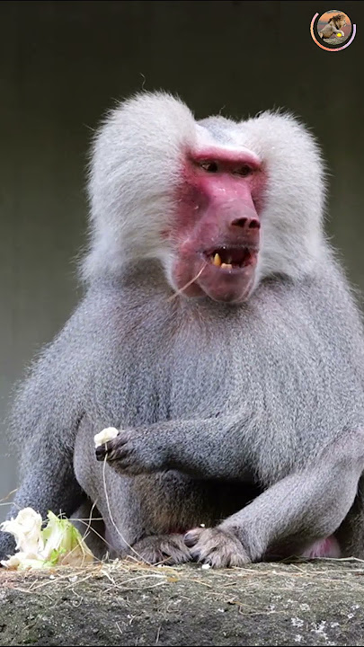 Fahem MOSBAH tweet media