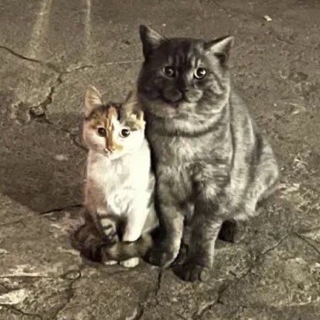 logan as cats tweet media