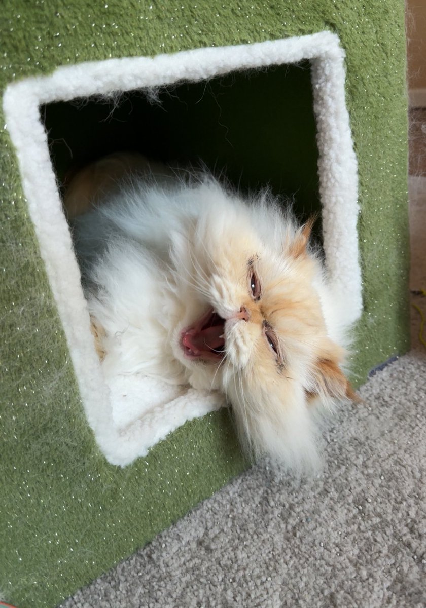 Dr. Maya 💜 tweet media