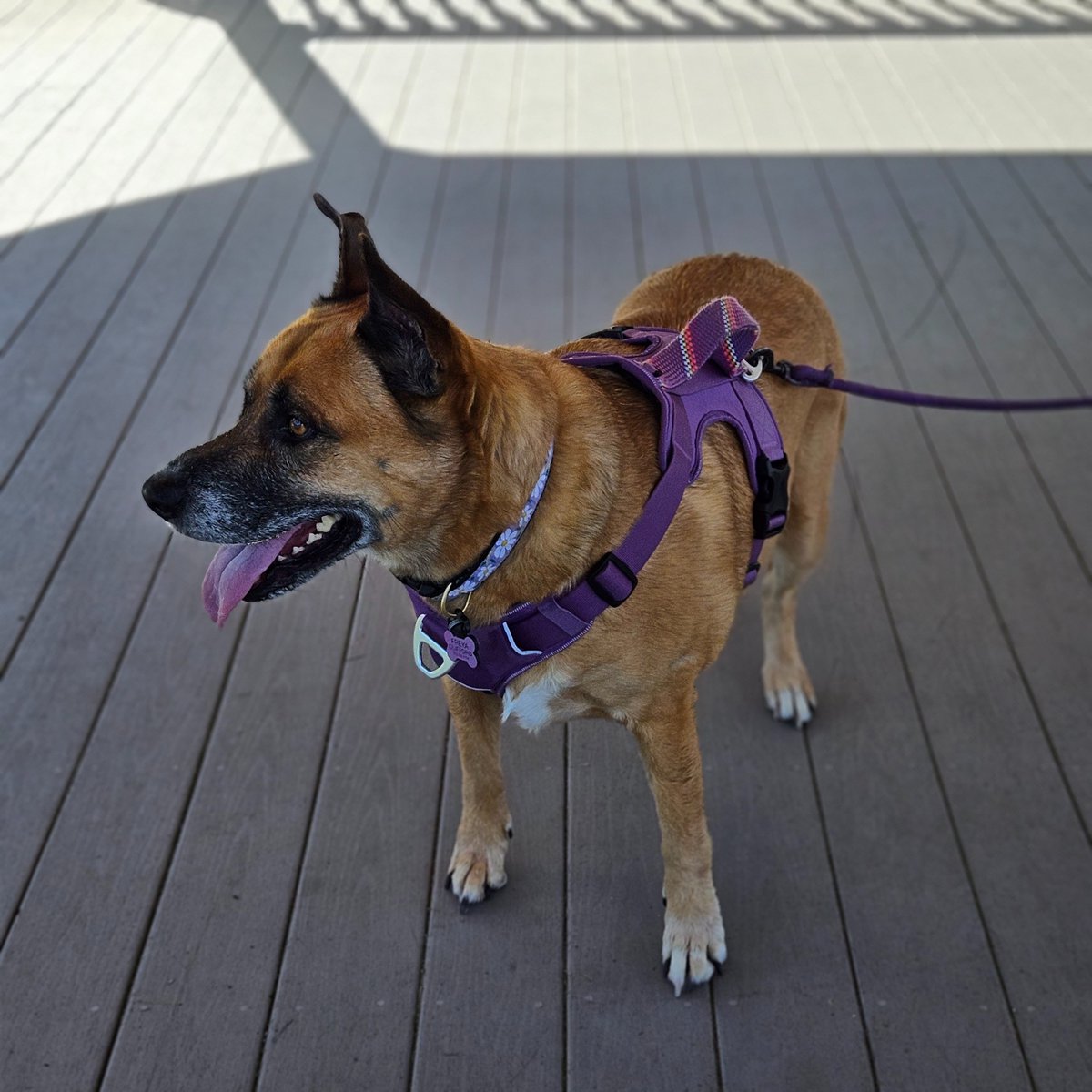 Freyas_Mutt_Hut tweet media