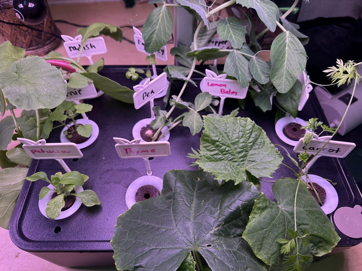 Springfield SD tweet media