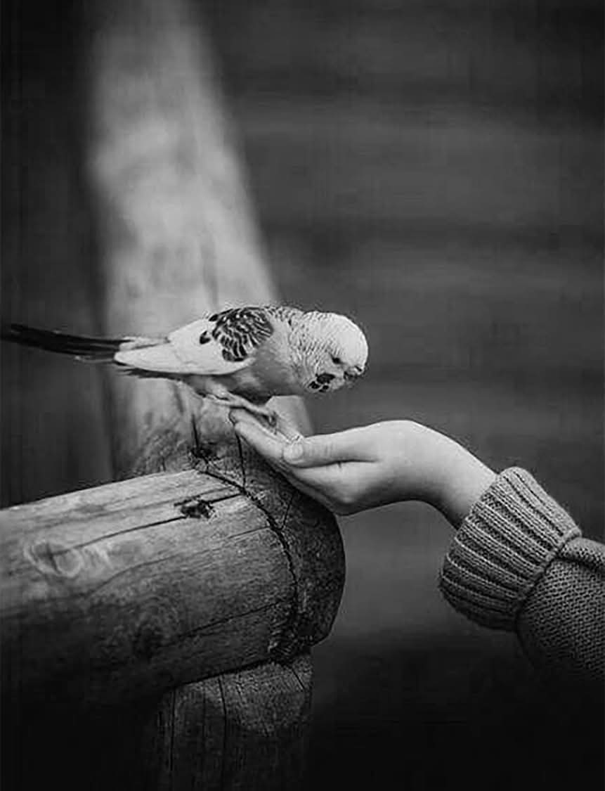 شغف القصيدة 📚 tweet media