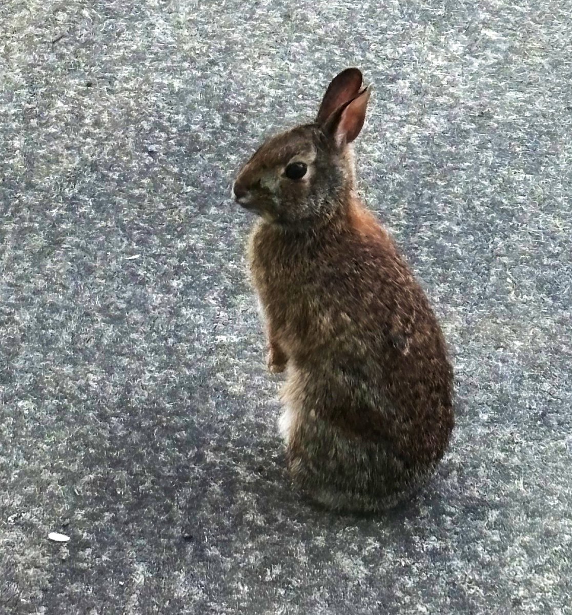 😊🇺🇸🇬🇧RENATE⚽️😎😺 tweet media