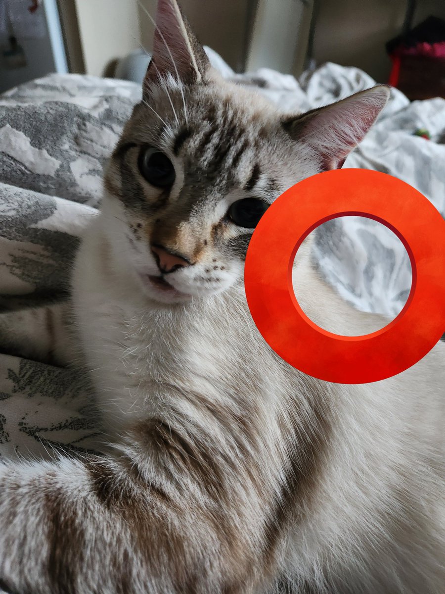 lentil & bowser 🩶 walter & bonkers 🌈 tweet media