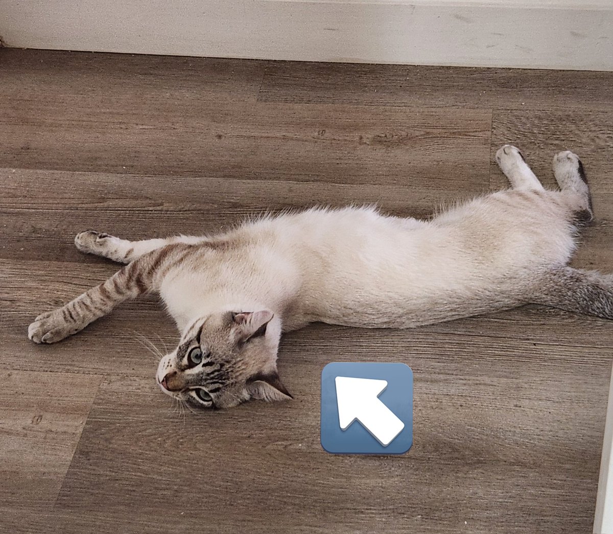 lentil & bowser 🩶 walter & bonkers 🌈 tweet media