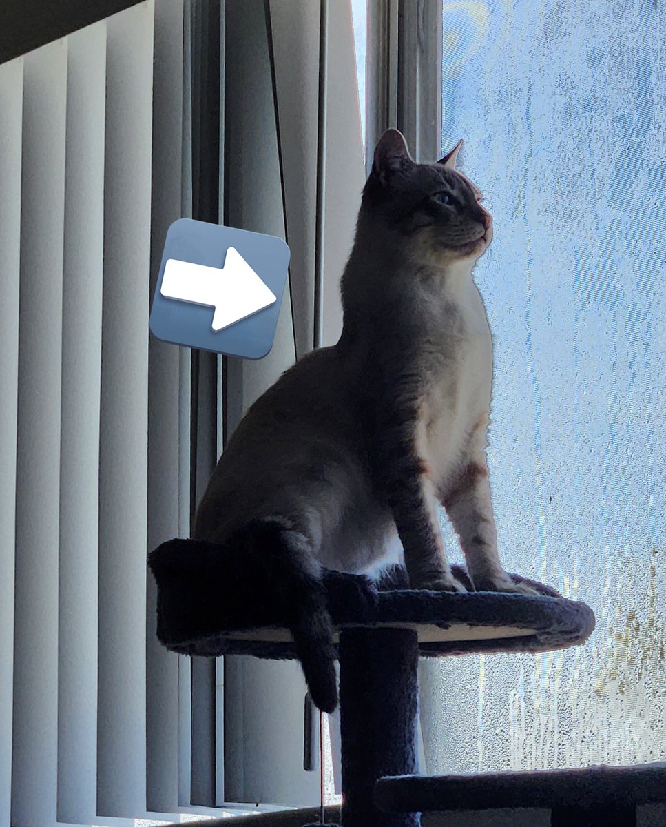 lentil & bowser 🩶 walter & bonkers 🌈 tweet media