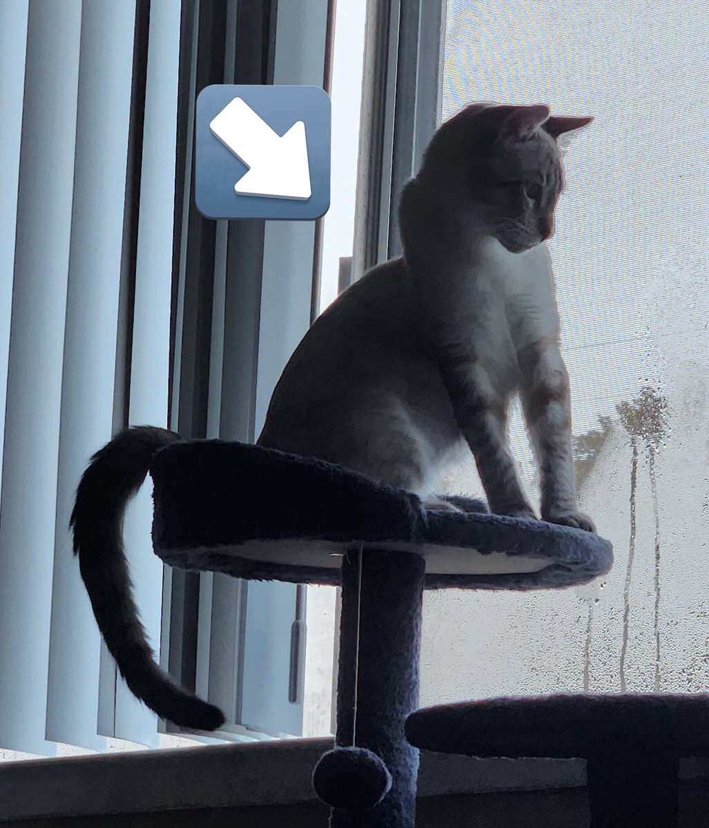 lentil & bowser 🩶 walter & bonkers 🌈 tweet media