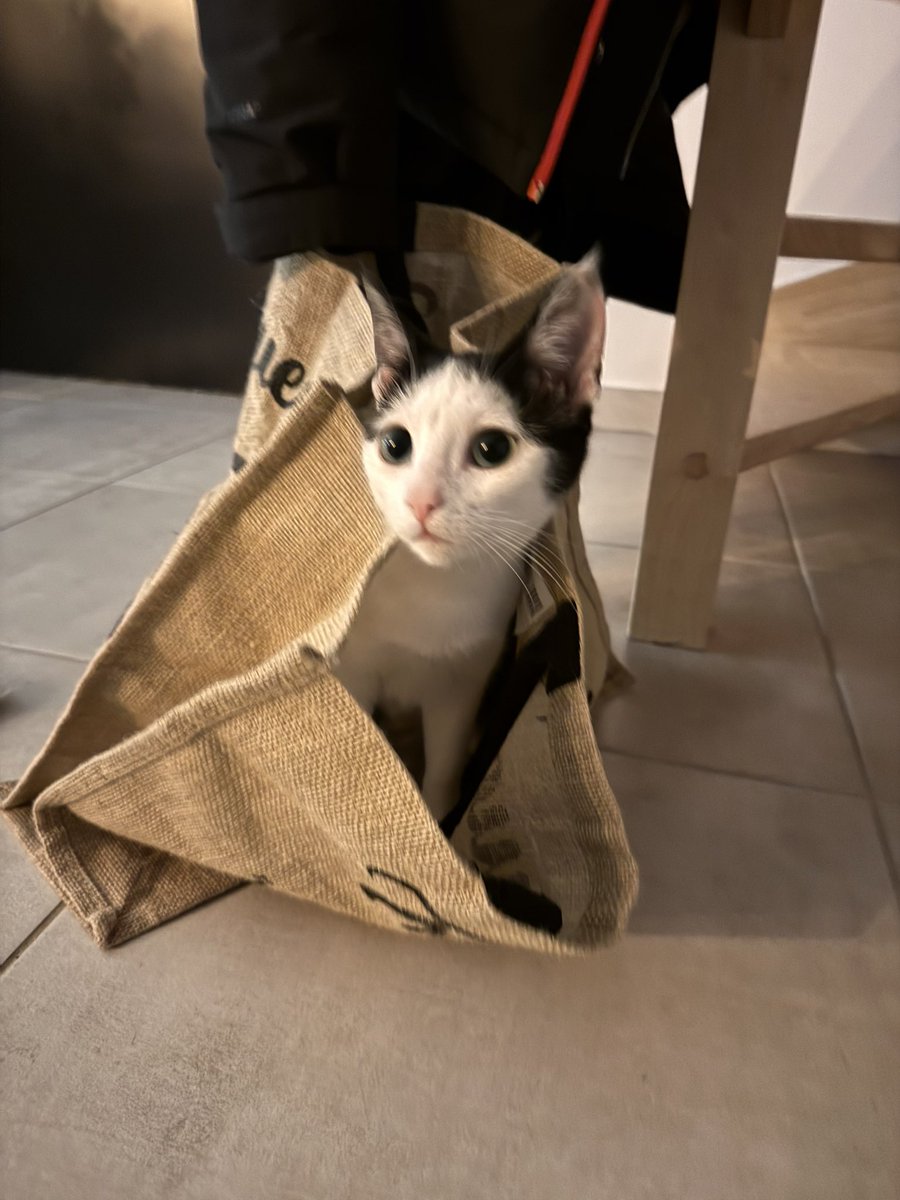 bijou meringue tweet media