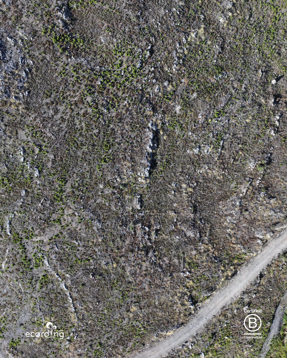 ecording | B Corp™ tweet media