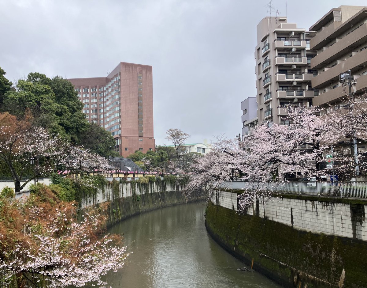 鴨つけ汁蕎麦 tweet media