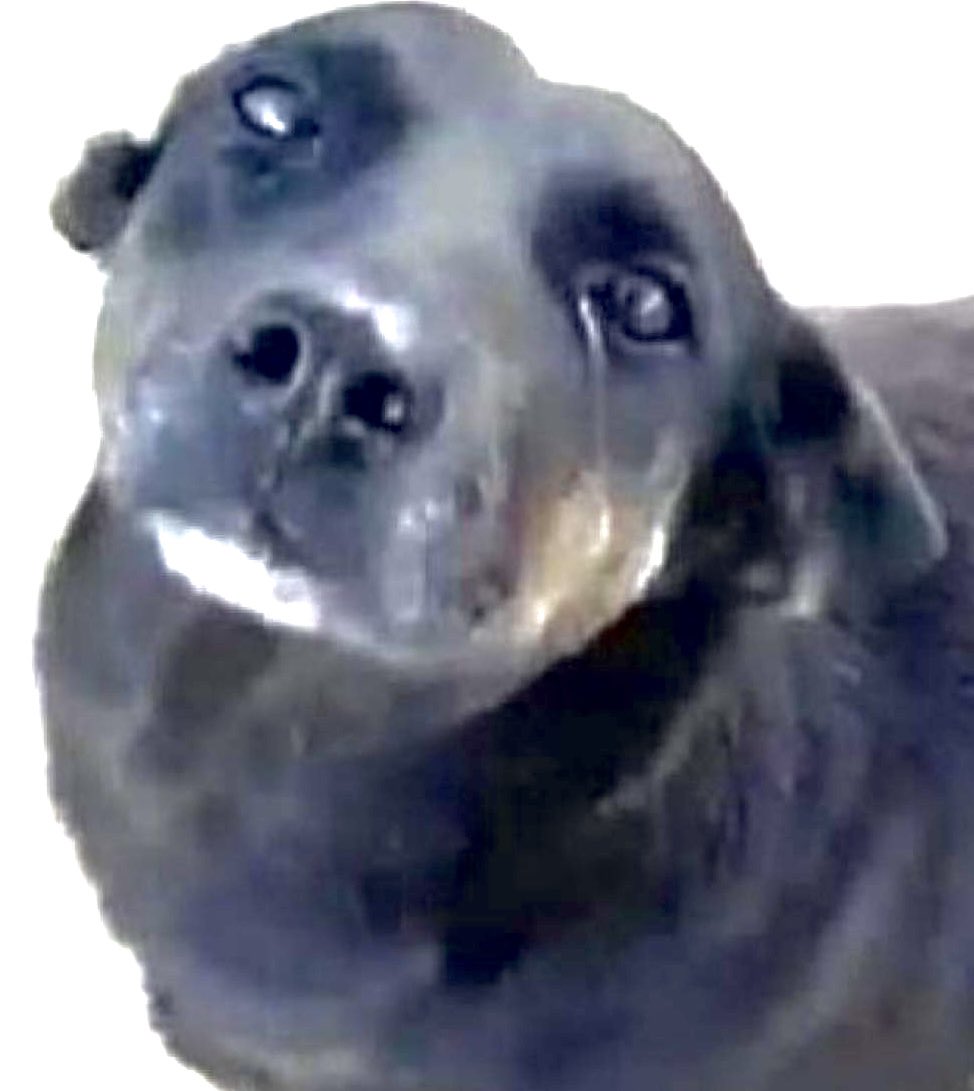 Marco Valverde ® tweet media