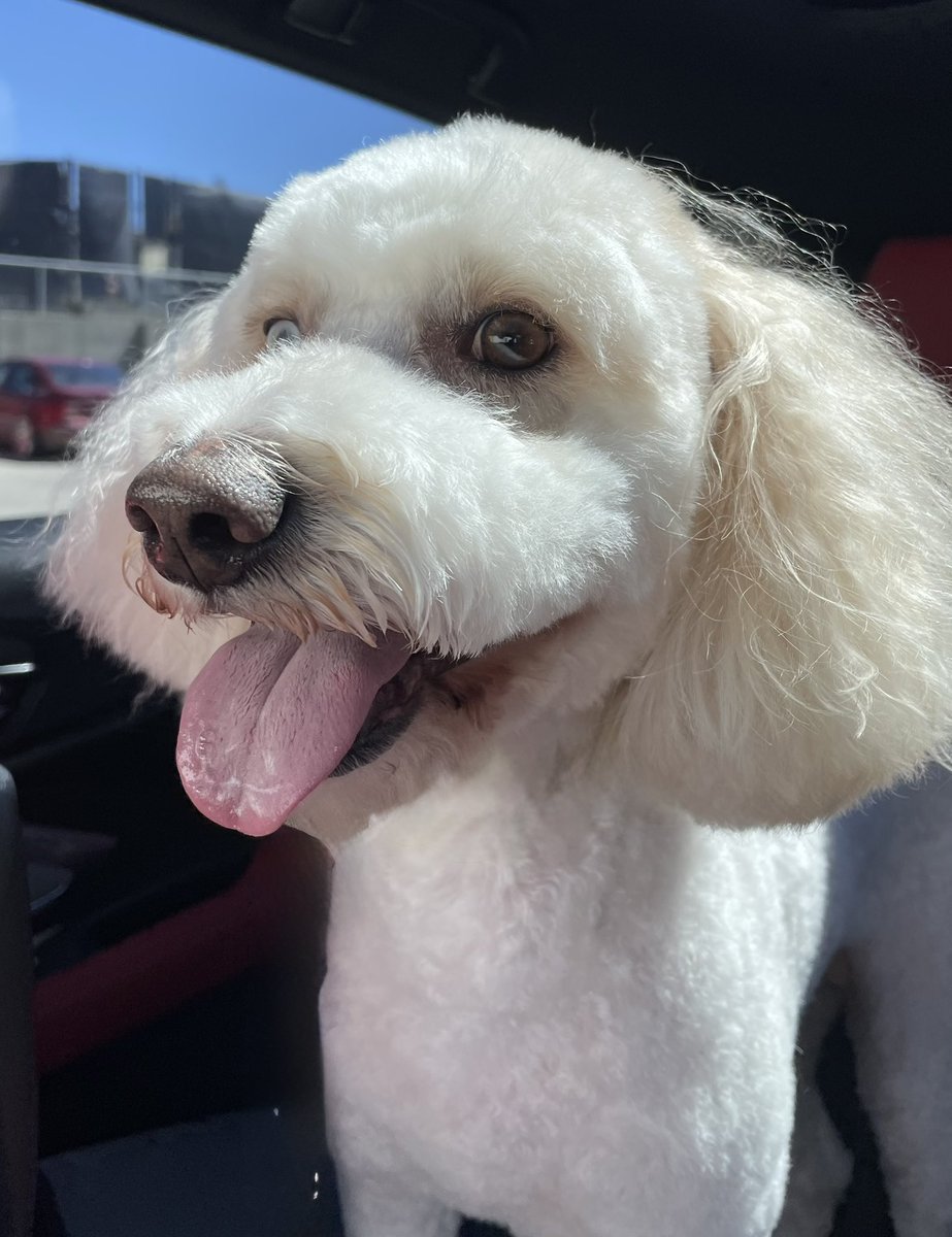 doodledog412's tweet image. Did you know that Alberta has the largest population of wild horses in Canada, with about 1500 roaming free in the foothills? 🐶 #FunFactsFriday