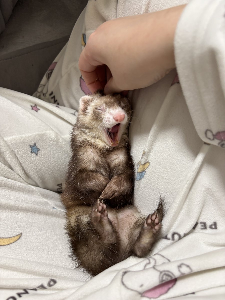 フェレットのちゃーちゃん🦦 tweet media