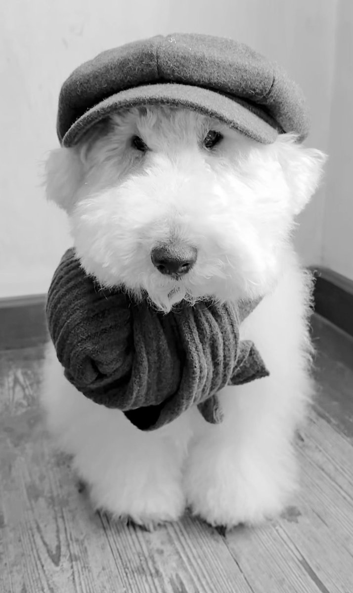 cav empty tweet media