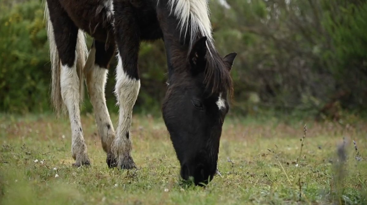 Rewilding Academy tweet media