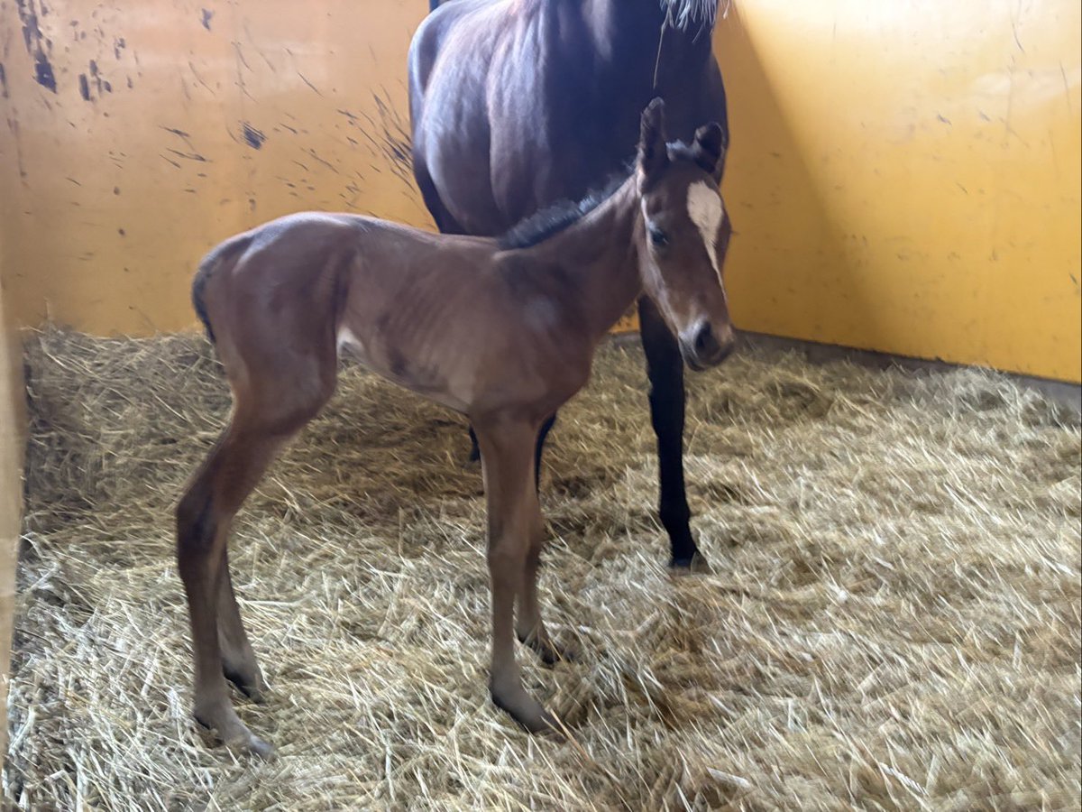 Team Shinzan tweet media