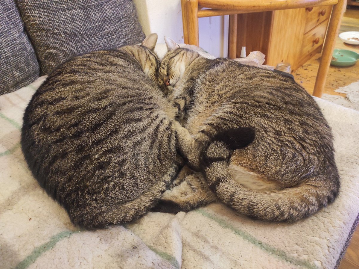 🏍️🎹System 333🕊️💙❎🤡 tweet media