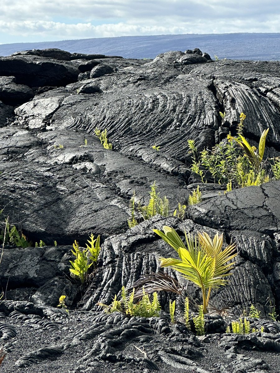 SemperOrantes tweet media