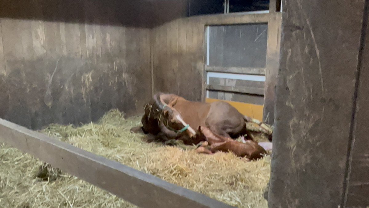 Team Shinzan tweet media