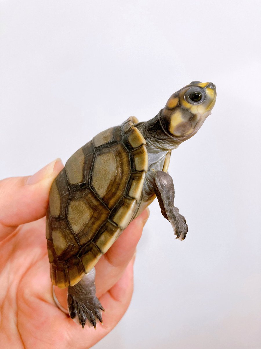 ELMER l エルマー@4/26(日) JH静岡 tweet media