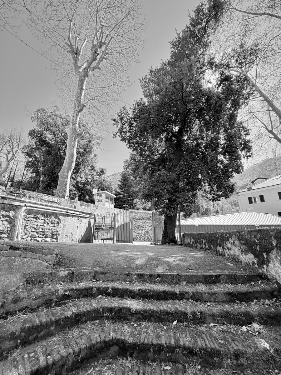 Alonein43672278's tweet image. #photography #blackandwhite #steps #trees