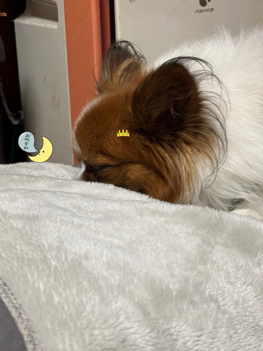 よもぎ🐶の飼い主 tweet media