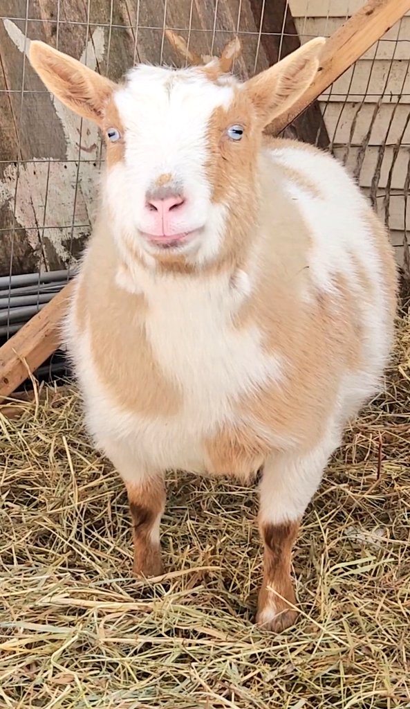 🐐Winston🌈Thatcher🌈Domino, Walnut, Jasper🐐 tweet media