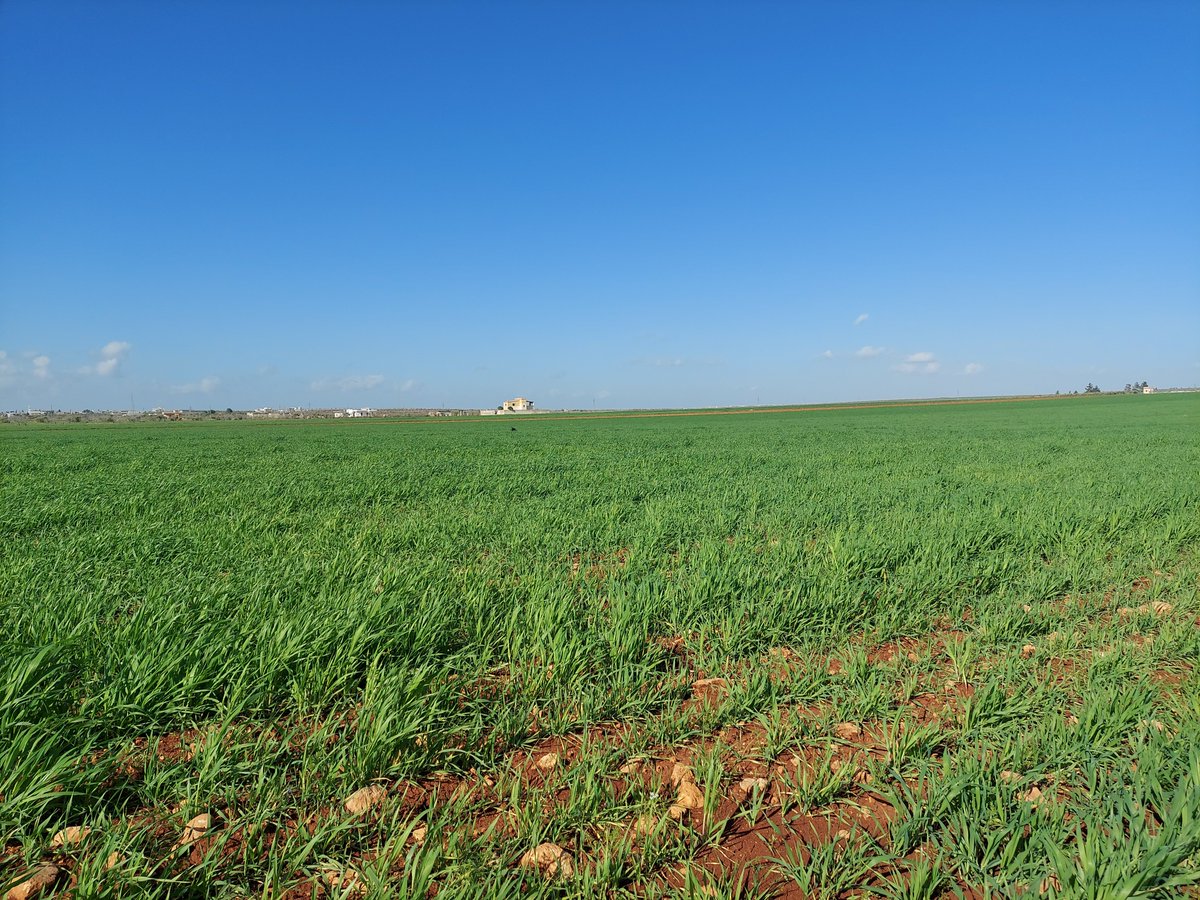 أيمن محمد tweet media