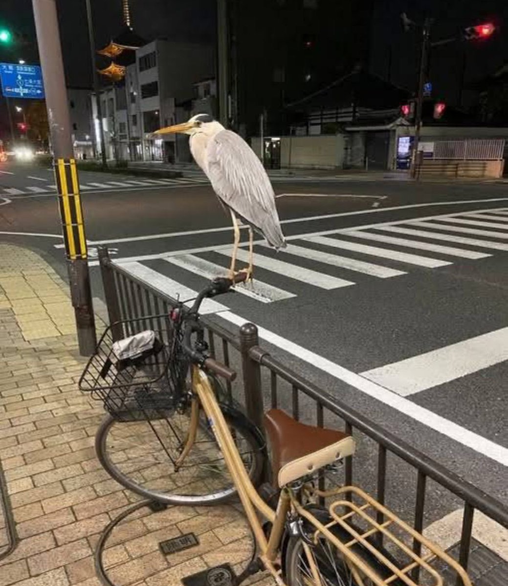 癒しの動物 tweet media