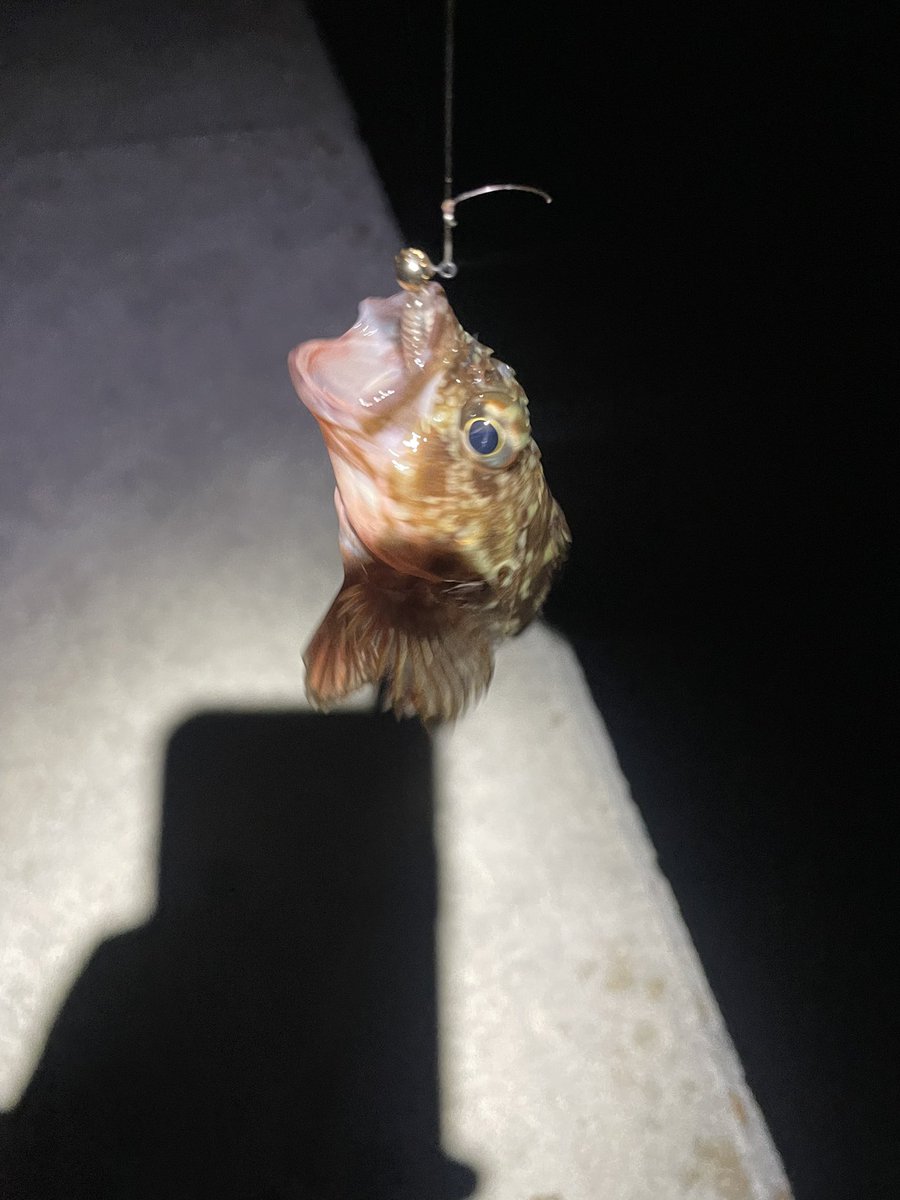 知ってるちゃん tweet media