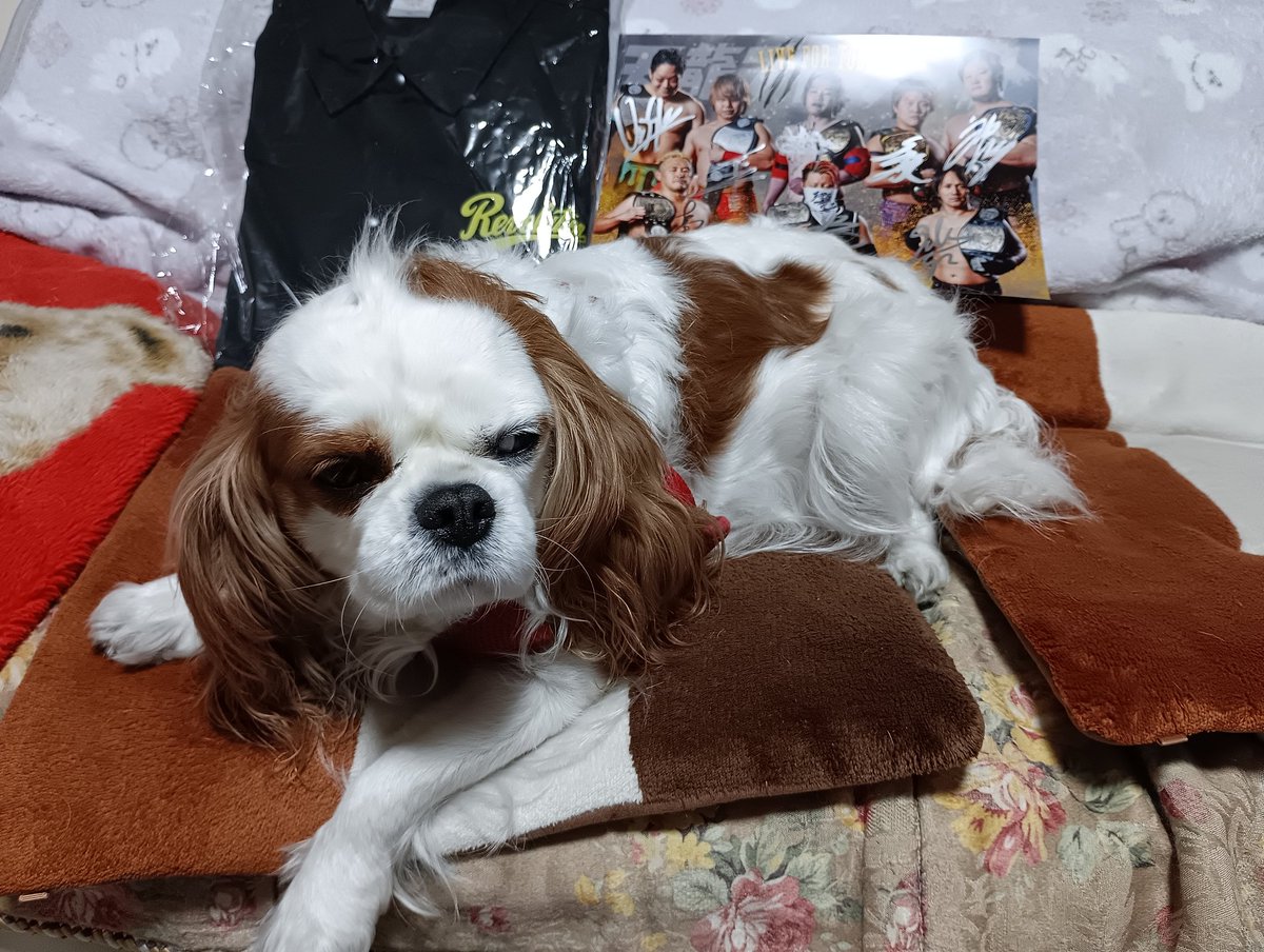 Tokimi1229's tweet photo. #新木場 行く時小雨降る率高く☔合羽替わりにも使えるジャケット #TENRYUPROJECT セールで購入👛
天龍さんカレンダー&ベルト保持者サインポトレも入っててビックリ😆✨
選手横断幕申し込み💻
次年度も #DASHチサコ #本田アユム 選手たくさん観れますように🙏💜🖤💚
天龍さん気になる #キャバリア 🐶 https://t.co/PzGjd7SaNy