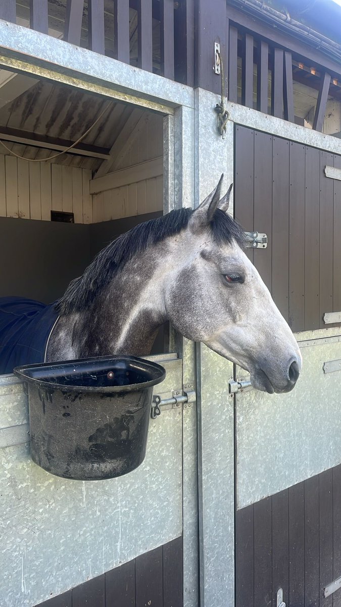 knott_knottya's tweet photo. Looking forward to seeing MISTER BLUEBIRD back in action this evening @NewcastleRaces under @Mitchelljack77 

@RacingHeather https://t.co/jNGFCXR6oE