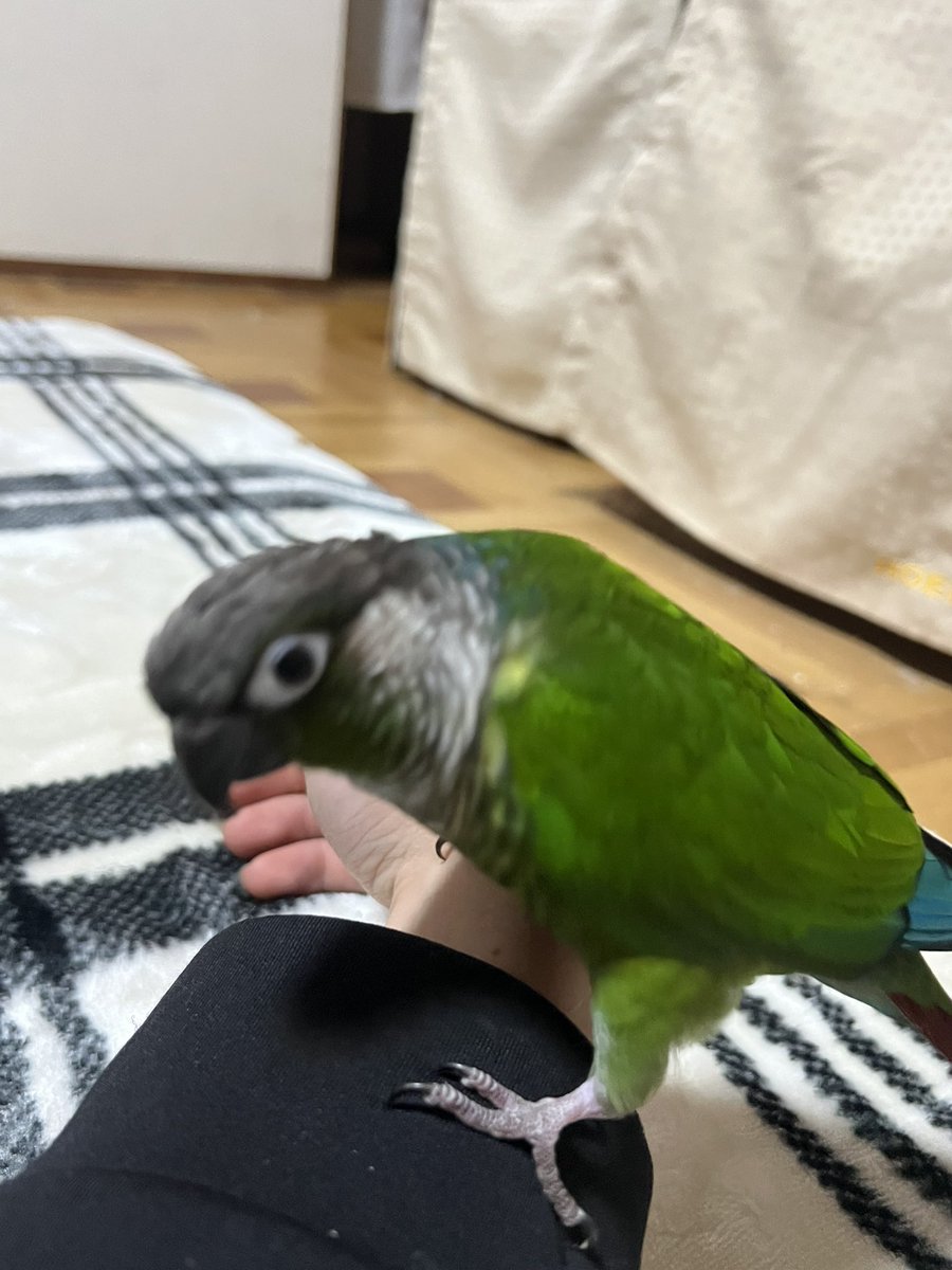 ころのあ tweet media