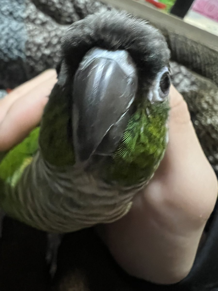 ころのあ tweet media