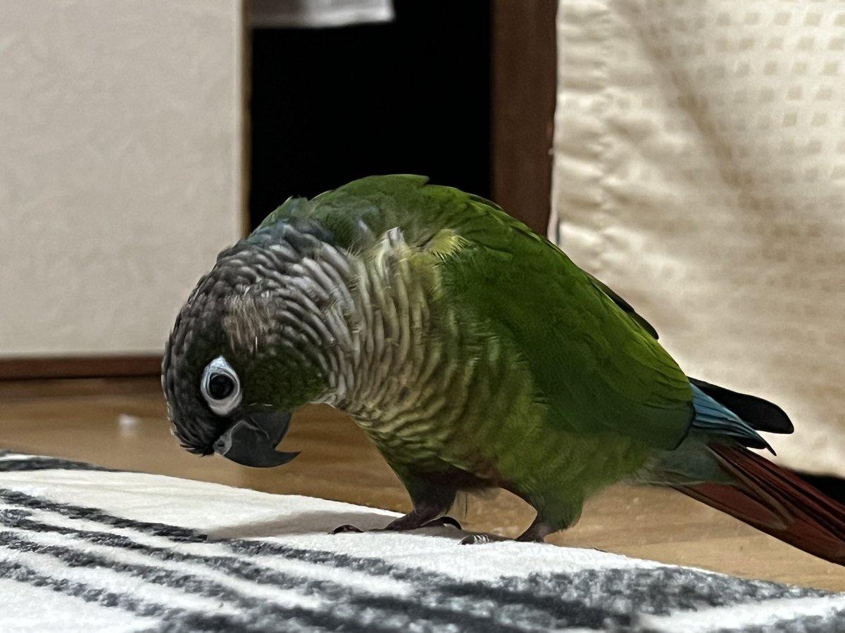 ころのあ tweet media