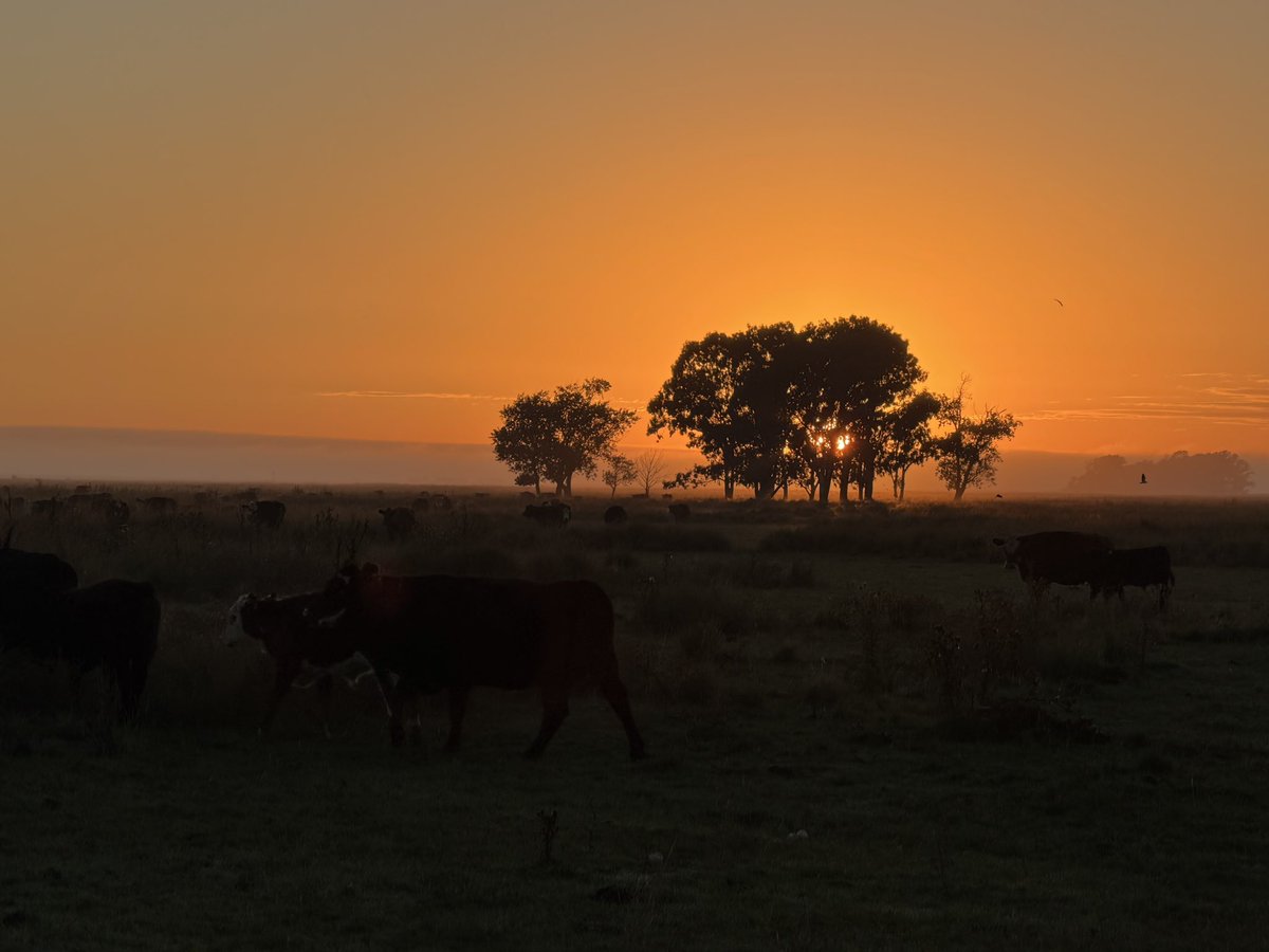 Tata 🧢🐄 tweet media