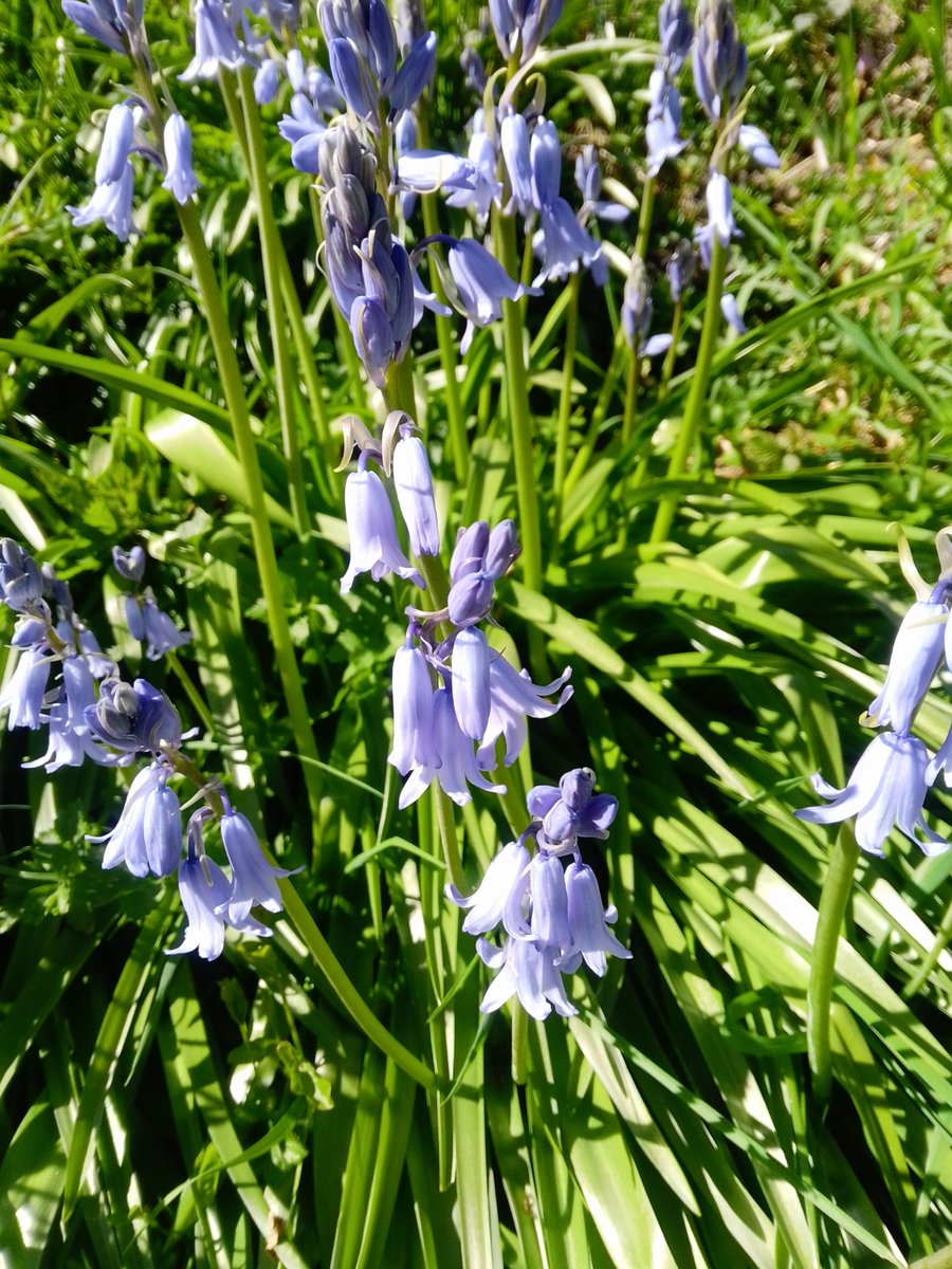 Jonathan du Tarn tweet media