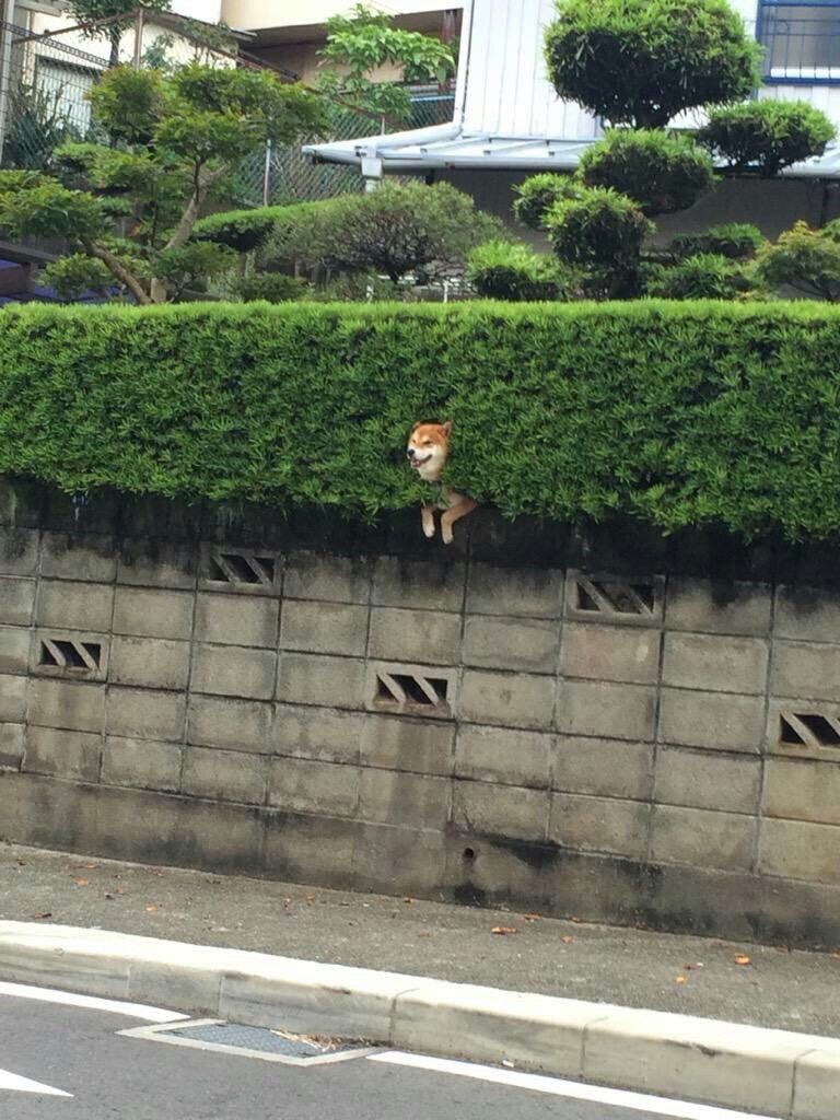 癒しの動物 tweet media