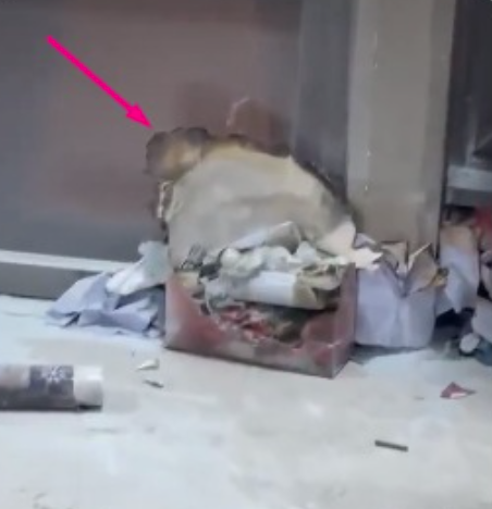 BobNancy tweet media